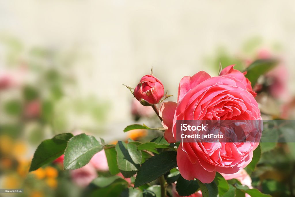 Background with pink roses Pink roses on bright blurred background. Can be used as background for post card. Focus On Foreground Stock Photo