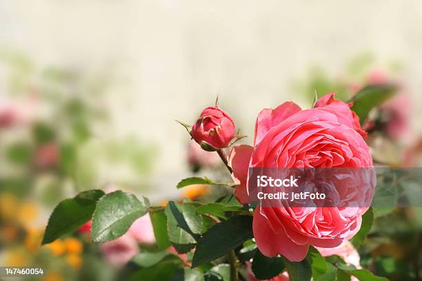 Background With Pink Roses Stock Photo - Download Image Now - Focus On Foreground, Invitation, Pink Color