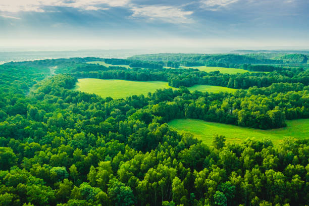 Forest aerial view. Drone photography. Spring. Field. Sustainability. Protection of nature stock photo