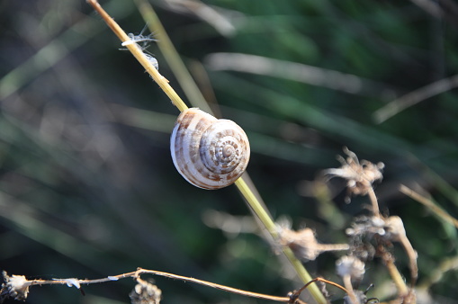 Close up image of white snail in the nature. snail on a branch in garden.Incredible infestation of White Garden Snail.