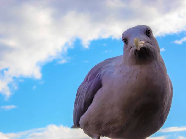 istock A seagull looks into the camera 1474602582