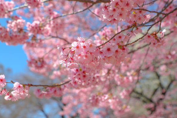 nahaufnahme von kirschblüten im frühling - japanische blütenkirsche stock-fotos und bilder