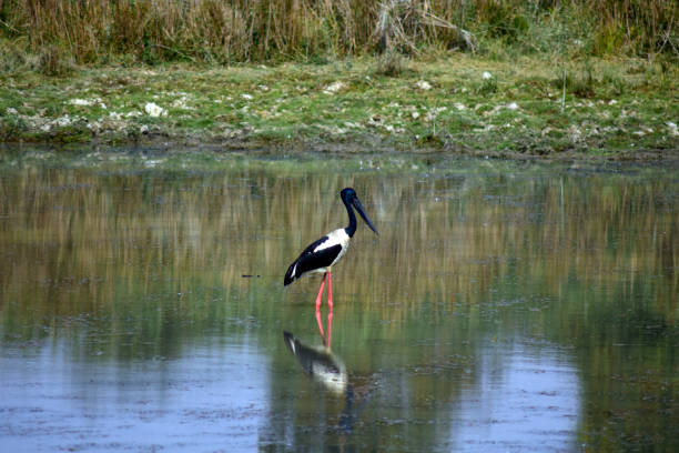 istock Black necked stork standing in a shallow river water. 1474603093