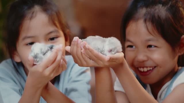 Asian siblings children are playing with baby bunny
