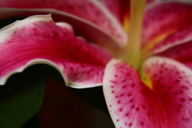 istock Focus on a Tiger Lily 1474604291