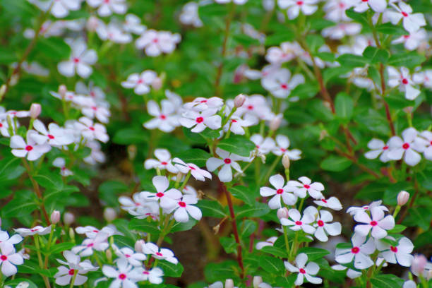 Native to Madagascar, Catharanthus roseus, commonly called periwinkle, Madagascar periwinkle or annual vinca, is an erect to spreading tender perennial in the dogbane family.\nIt produces attractive bushy foliage that is covered by a profuse bloom of phlox-like flowers from summer to frost. The colors of flower range from pale pink, rose, hot pink, red, lilac to white.