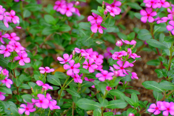 catharanthus roseus / pervinca / flores anuais de vinca - catharanthus - fotografias e filmes do acervo