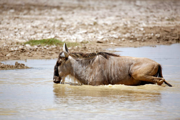 Wildebeest in Water stock photo
