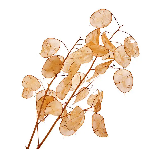 Honesty plant (Lunaria annua) on white background.