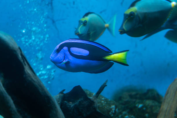 Palette surgeonfish in the aquarium