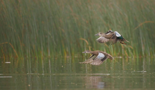 istock A pair of ducks just taking off above the water 1474607479