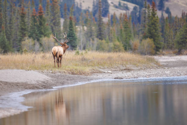 A bull elk in the fall time along a river in the mountains in Jasper Alberta Canada
