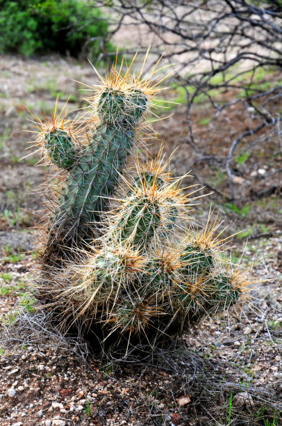 cactus hedge hog - desert cactus flower hedgehog cactus photos et images de collection