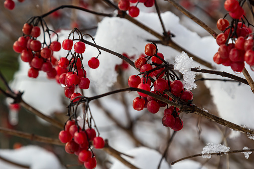 Snow-covered red viburnum berries on useful for the body on a frosty winter day.