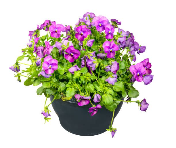 istock Isolated pottet violet flowers 1474608819