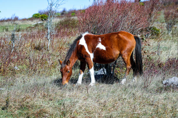 A wild horse from Grayson Highlands in Virginia