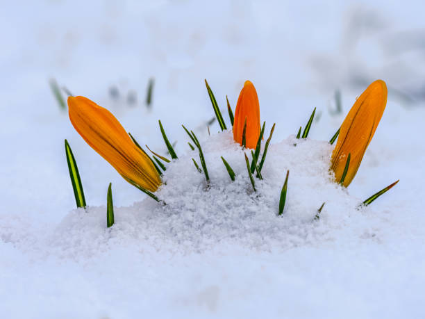istock Yellow crocus flower buds in the snow 1474608877