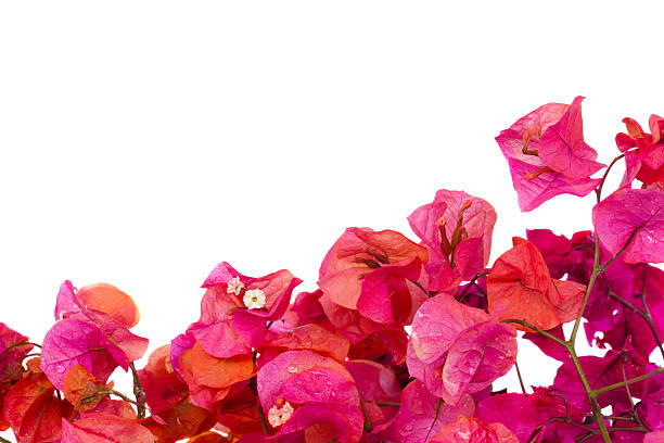 istock bougainvillea flowers frame 147460918