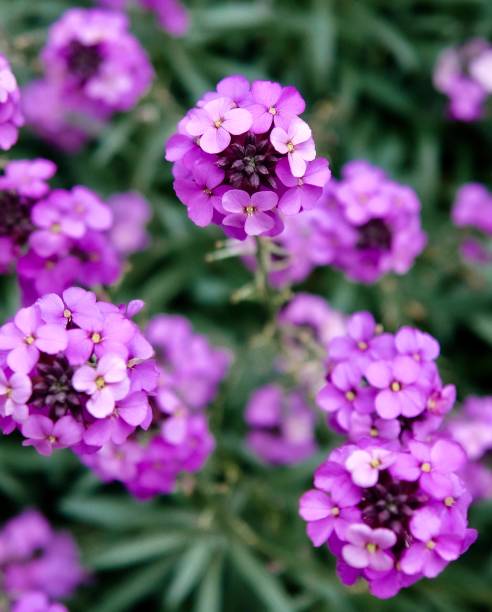 istock pink wildflowers 1474610348