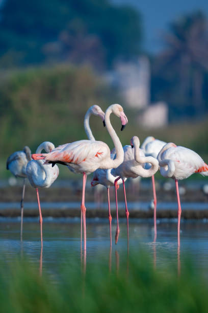 istock The greater flamingo (Phoenicopterus roseus) 1474610546