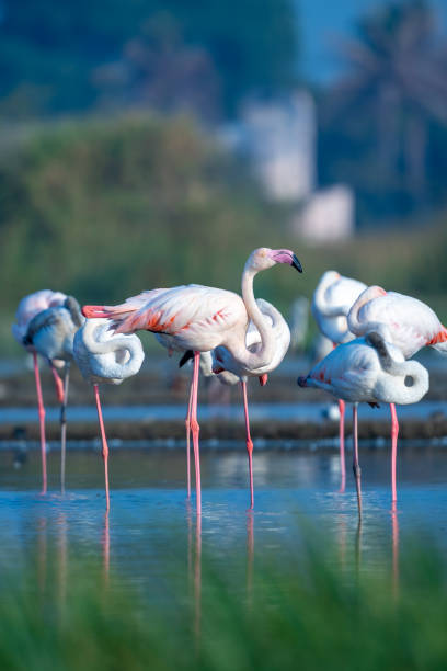 istock The greater flamingo (Phoenicopterus roseus) 1474610574