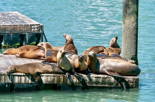 leões marinhos descansando ao sol no píer