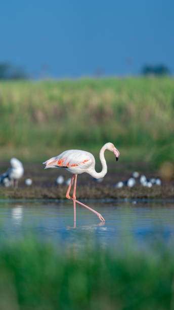 istock The greater flamingo (Phoenicopterus roseus) 1474610931