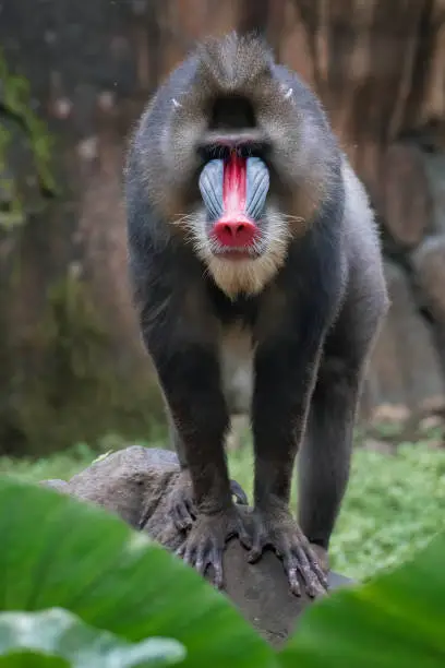 The mandrill (Mandrillus sphinx) is a large Old World monkey native to west central Africa.