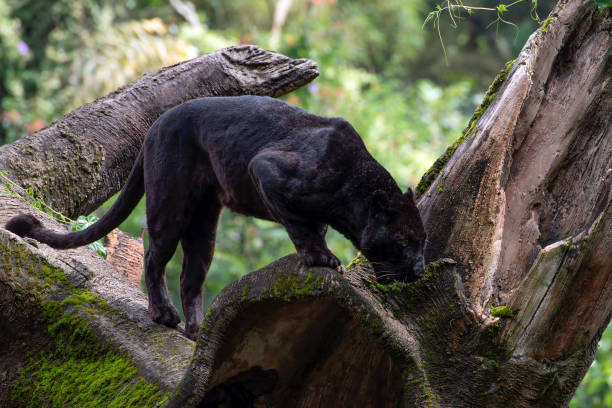 istock Black panther walking on the big tree trunk 1474610967