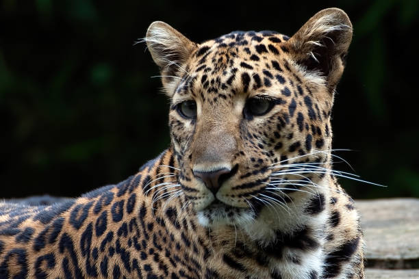 istock Close up portrait of Javan leopard 1474611050
