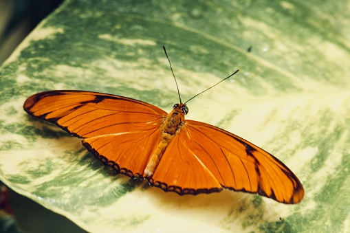 borboleta laranja de asas abertas sobre folha