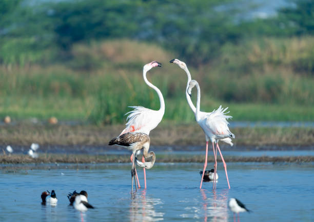 istock The greater flamingo (Phoenicopterus roseus) 1474611817