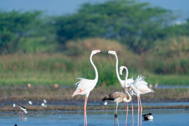 istock The greater flamingo (Phoenicopterus roseus) 1474611857