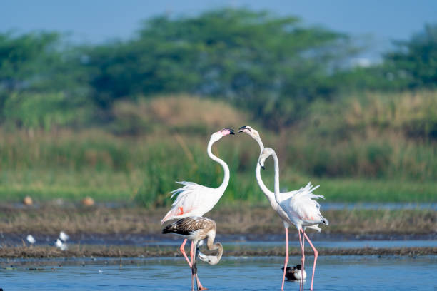 istock The greater flamingo (Phoenicopterus roseus) 1474612065