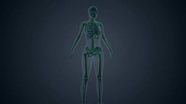 istock The female body lymphatic system 1474615008