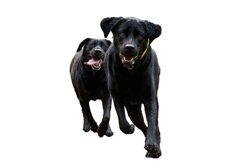 Front view of 2 very excited black labrador retriever dogs looking and running one behind the other towards the camera on a white background.