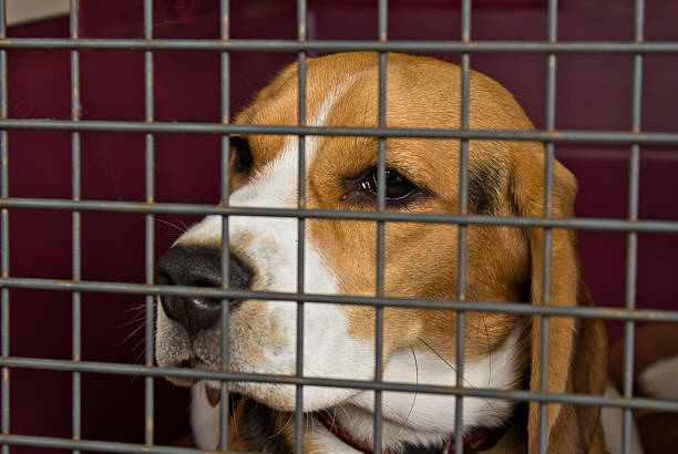 istock Cute Dog behind metal grate 147461567