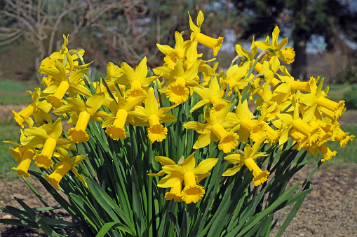 Daffodils in the garden.