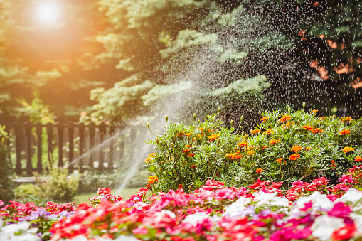 istock Watering or Sprinkling Flowers Blossom 1474616587