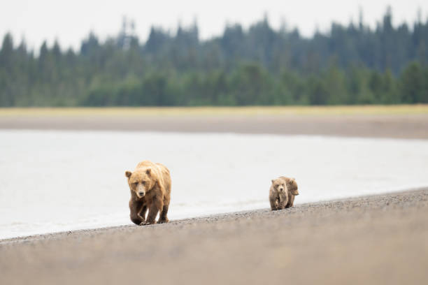 A coastal brown bear sow walks with her two cubs along a rocky beach shore in Alaska.