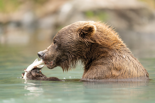 A coastal brown bear (Ursus arctos) eats a freshly caught salmon. During the salmon run, these large brown bears congregate near rivers and streams where the salmon are returning to spawn.