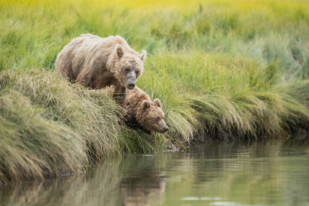 A brown bear sow and her cub (Ursus arctos) pause at the grassy edge of a river determining whether or not to cross the water.