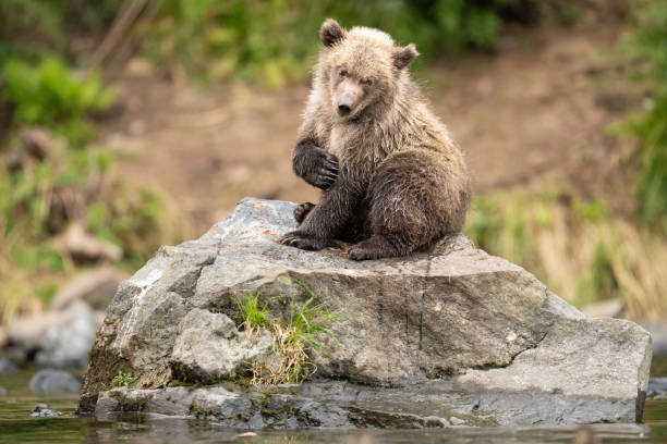 istock Young Coastal Brown Bear Cub on a Rock 4152 1474616872