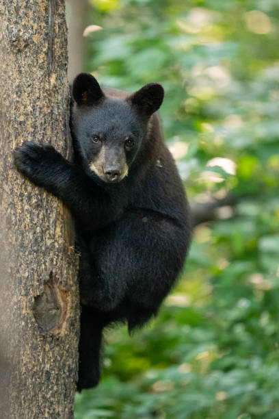 istock Black Bear Cub Clinging to Tree 2772 1474616882