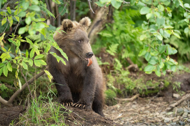 istock Brown Bear by the Creek 4356 1474616903