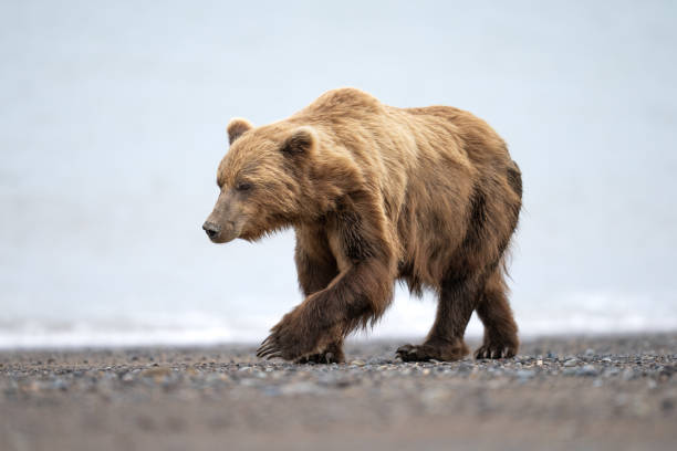istock Coastal Brown Bear Walking on Alaskan Beach 407 1474616926