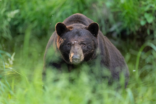 An American black bear (Ursus americanus) emerges from the boreal forest. Adult male black bears can reach a weight of as much as 600 pounds.