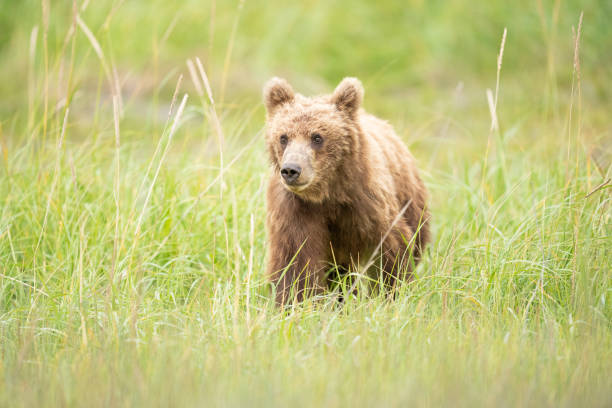 istock Brown Bear Cub in Grasses 701 1474617067