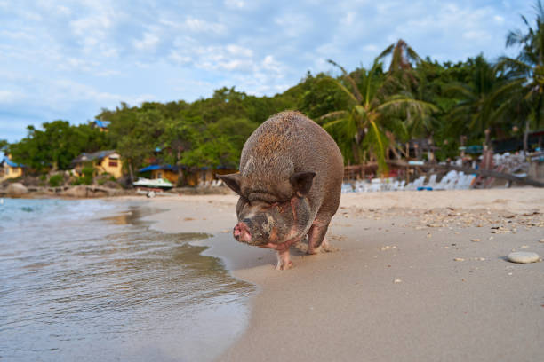 istock A pig walks and swims in the sea on an exotic beach 1474618445