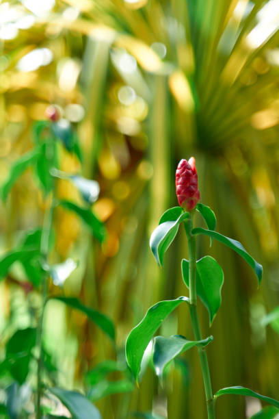 istock Red ginger flower on a bush in the garden 1474618515